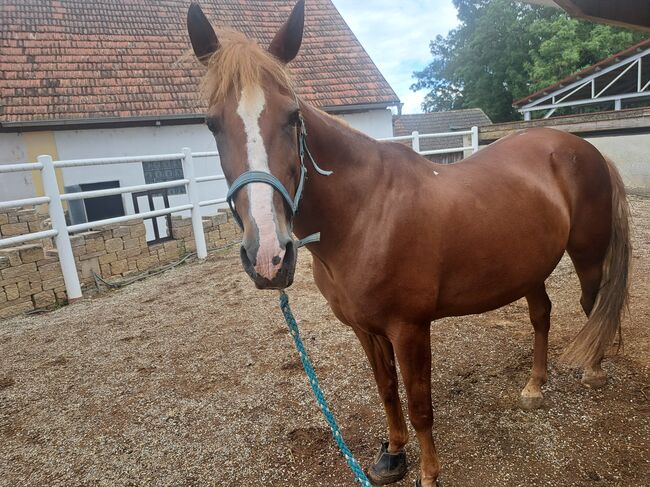 Springpferd zu verkaufen, Birgitt, Horses For Sale, Langenschönbichl, Image 3