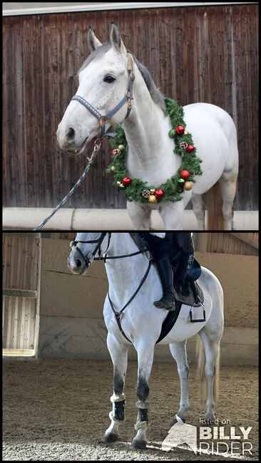 Verkaufe Springpferd mit mega Vermögen, Bianca Neubauer , Horses For Sale, Leibnitz, Image 3