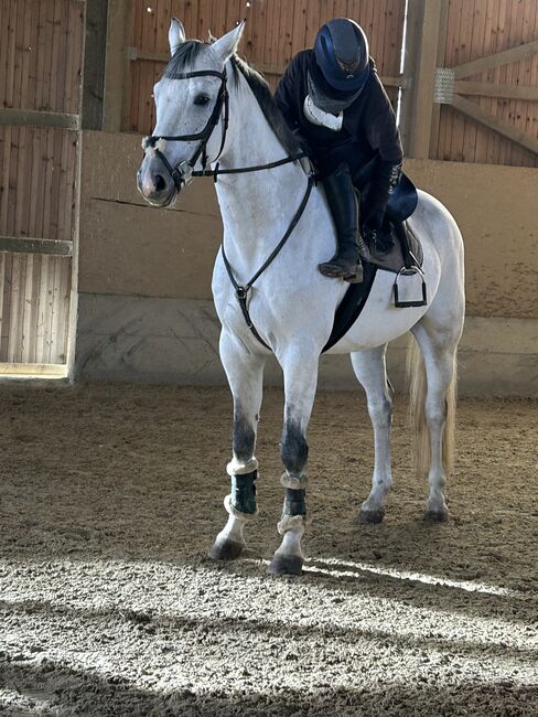 Verkaufe Springpferd mit mega Vermögen, Bianca Neubauer , Horses For Sale, Leibnitz, Image 2