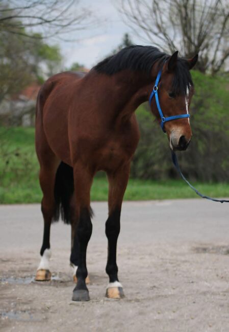 Spring pferde Zu verkaufen, Jozsef, Horses For Sale, Békés