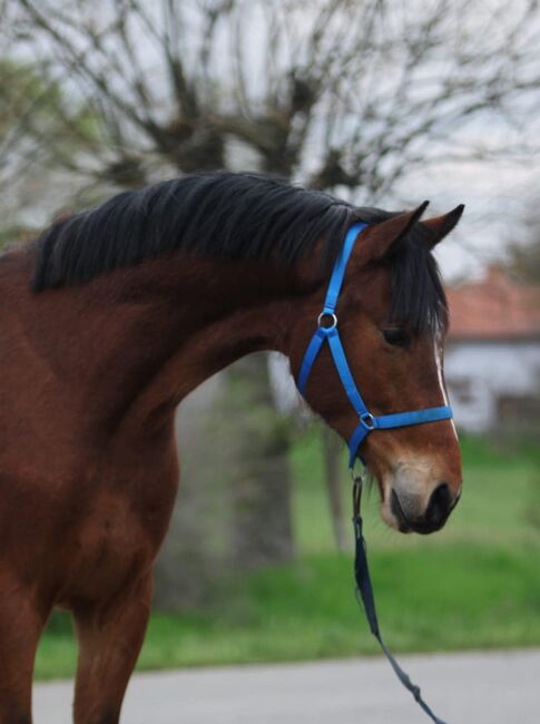 Spring pferde Zu verkaufen, Jozsef, Horses For Sale, Békés, Image 2