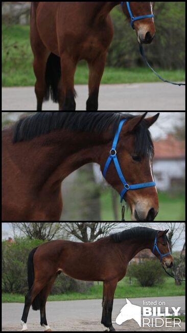 Spring pferde Zu verkaufen, Jozsef, Horses For Sale, Békés, Image 4