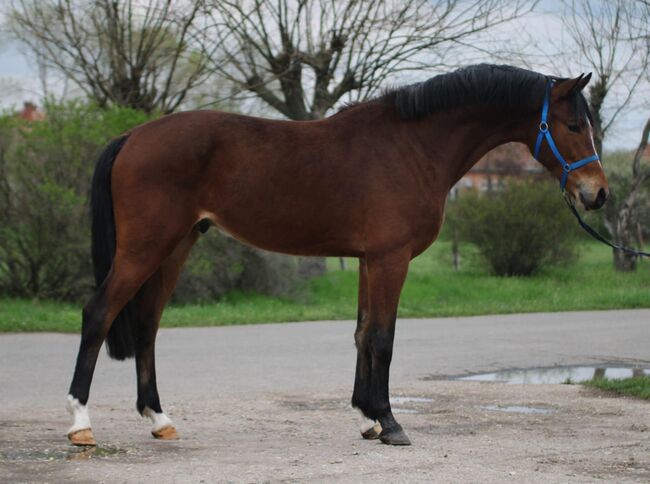 Spring pferde Zu verkaufen, Jozsef, Horses For Sale, Békés, Image 3