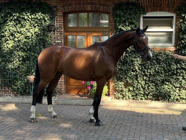 Springstute, Lühring , Horses For Sale, Hassel (Weser), Image 3