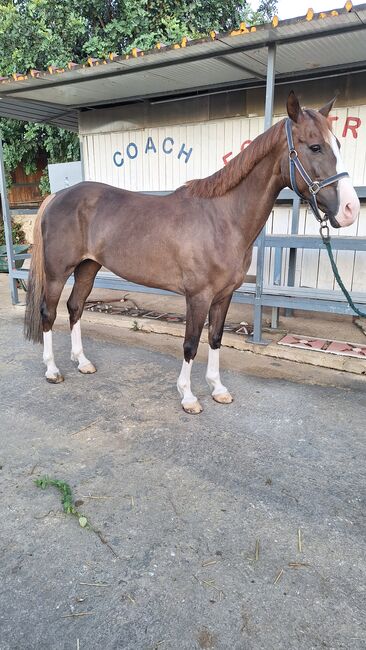 Cavalla da Salto, Gino, Horses For Sale, Solarino, Image 4