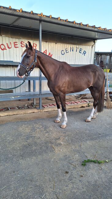 Cavalla da Salto, Gino, Horses For Sale, Solarino, Image 2