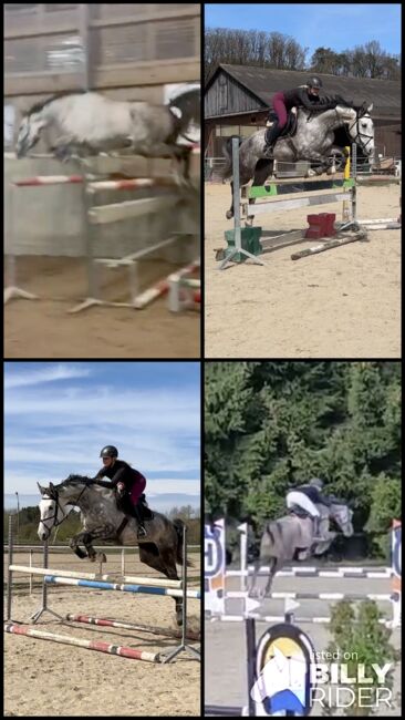 Springstute mit Top Charakter und Top Abstammung, Adrienne Bartos, Horses For Sale, Karlovy Vary, Image 6