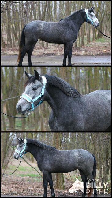 Springt Pony, Károly , Horses For Sale, Kecskemét , Image 4