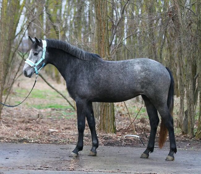Springt Pony, Károly , Horses For Sale, Kecskemét , Image 3
