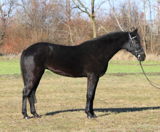 Springt Pony, Georgina, Horses For Sale, Kecskemét , Image 4