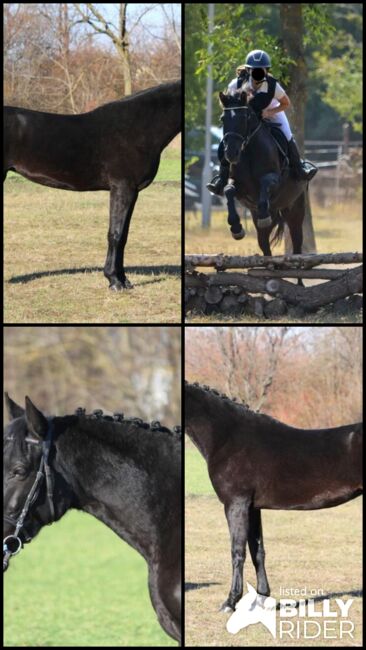 Springt Pony, Georgina, Horses For Sale, Kecskemét , Image 6