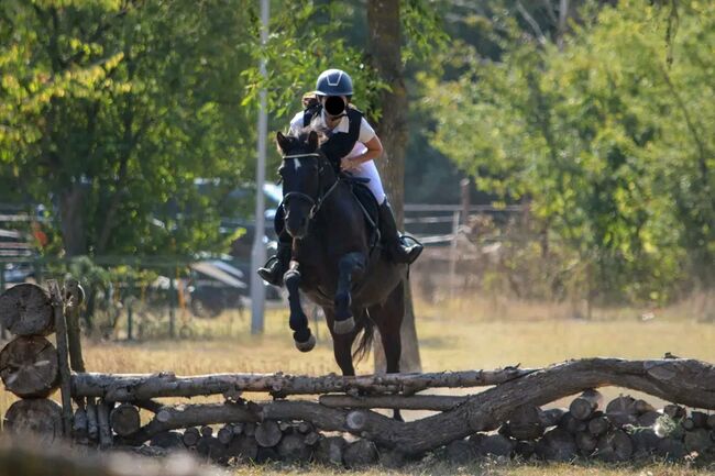 Springt Pony, Georgina, Horses For Sale, Kecskemét , Image 2