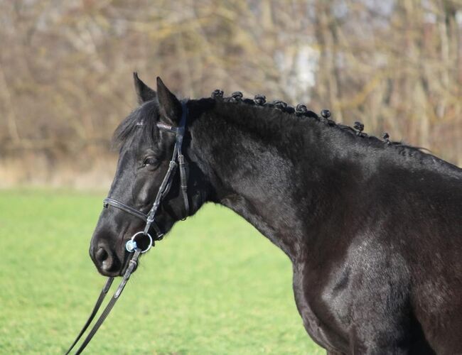 Springt Pony, Georgina, Horses For Sale, Kecskemét , Image 5