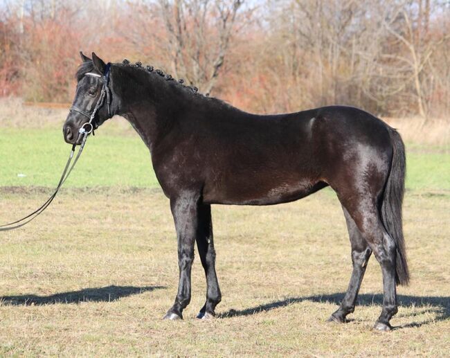 Springt Pony, Georgina, Horses For Sale, Kecskemét , Image 3
