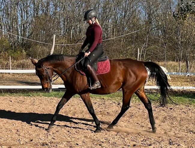 Springt Pferd, Károly , Horses For Sale, Kecskemét 