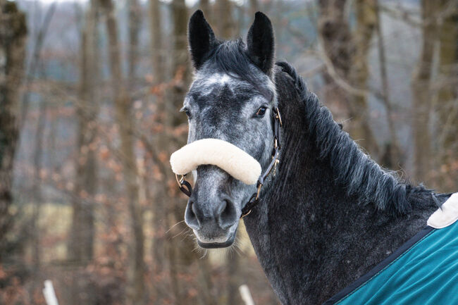 Junger braver Oldenburger Freizeit pferd Umsteiger pferd, Farina, Pferd kaufen, Bramsche