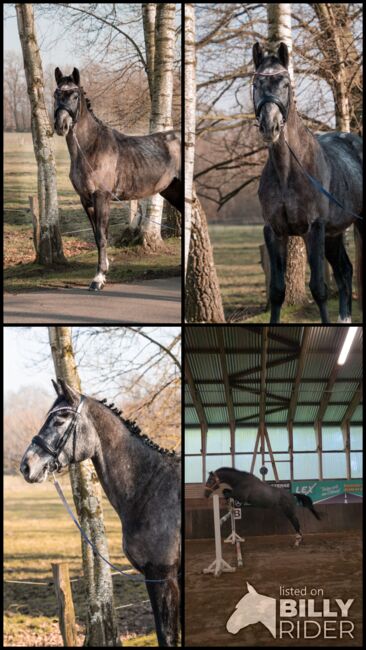 Junger braver Oldenburger Freizeit pferd Umsteiger pferd, Farina, Pferd kaufen, Bramsche, Abbildung 8