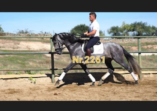 Junger PRE Hengst für Dressursport und Freizeit, ISPA - Iberische Sportpferde Agentur (ISPA - Iberische Sportpferde Agentur), Pferd kaufen, Bedburg