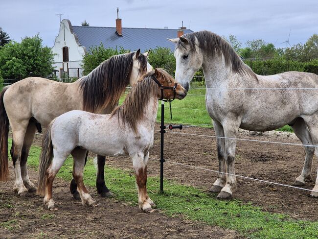 Junges Welsh A Pony mit Papier, Nadja Klement , Pferd kaufen, Enzersdorf/Fischa, Abbildung 9