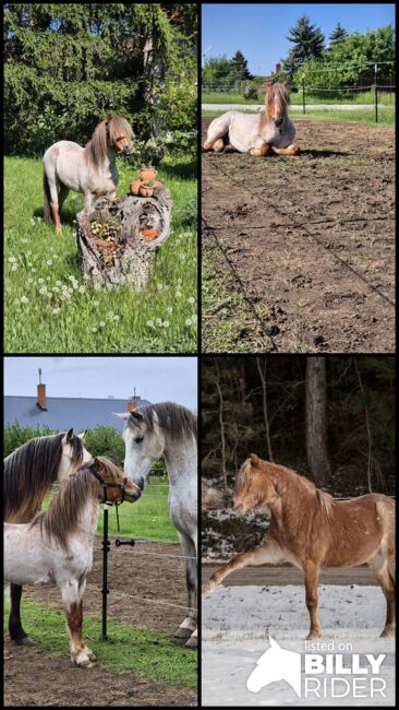 Junges Welsh A Pony mit Papier, Nadja Klement , Pferd kaufen, Enzersdorf/Fischa, Abbildung 10