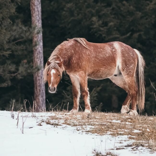 Junges Welsh A Pony mit Papier, Nadja Klement , Pferd kaufen, Enzersdorf/Fischa, Abbildung 2