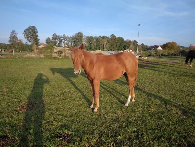 Jungpferd Stute, Wilma Wildfang, Pferd kaufen, Königswartha, Abbildung 3