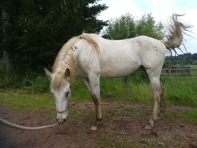 Jungspund - 4jähriger PRE/Appaloosa Tigerschecke Wallach, Julia Schneider, Pferd kaufen, Weiskirchen, Abbildung 3