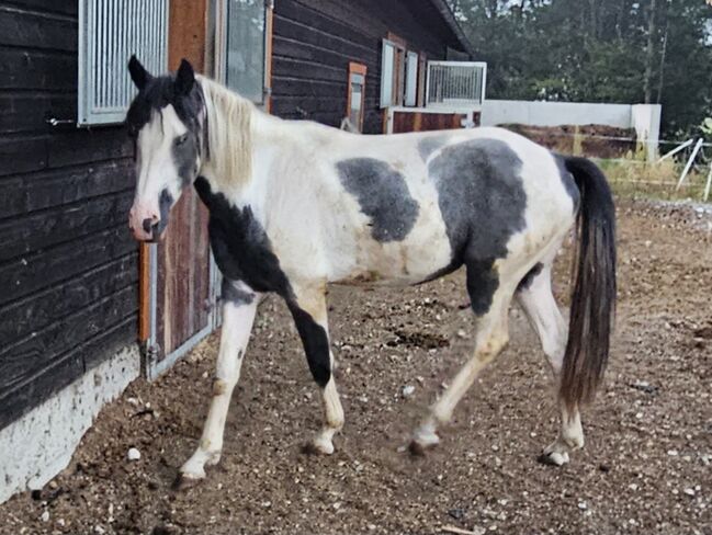 Kabardiner und PintoAngloKabardiner, Rike, Horses For Sale, Pürgschachen