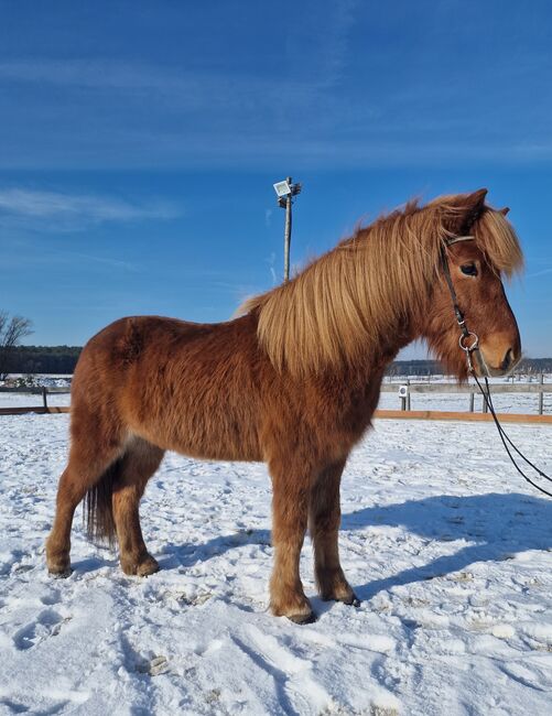 sensibler junger Isländer Wallach mit Potential, Sabine Opitz Wieben (Reiter - & Erlebnisbauernhof Groß Briesen GmbH), Horses For Sale, Groß Briesen