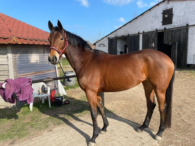 Sensible Deutsche Reitpferde-Stute sucht erfahrenes Zuhause, Kerstin Rehbehn (Pferdemarketing Ost), Horses For Sale, Nienburg