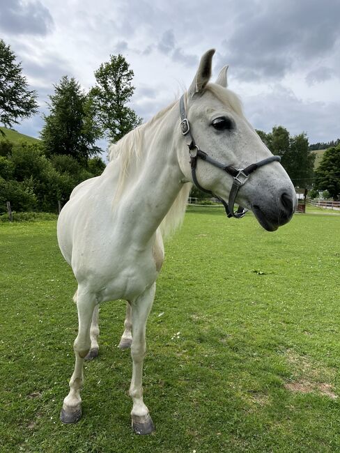 Lieber 17 Jährigen PRE Mix Wallach, Stephanie Fischer , Horses For Sale, Schmallenberg, Image 3