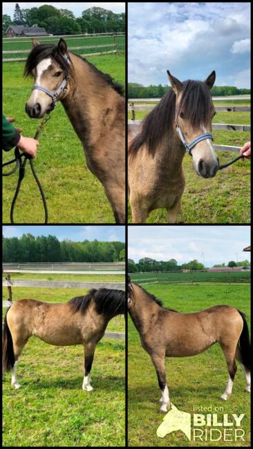 Liebes Kinderpony Welsh A Stute!!!!!!, Kerstin , Horses For Sale, Bakum, Image 5