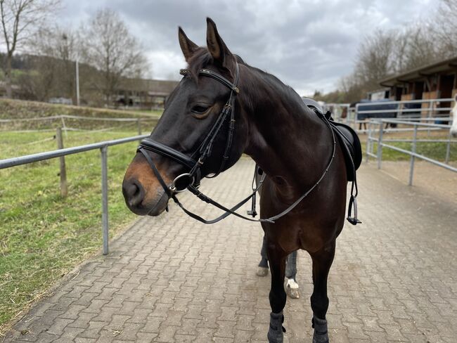 Liebe talentierte Stute Dressur / Freizeit, Karottenschubserin, Horses For Sale, Winnenden, Image 7