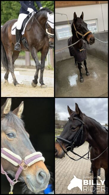 Liebe talentierte Stute Dressur / Freizeit, Karottenschubserin, Horses For Sale, Winnenden, Image 8