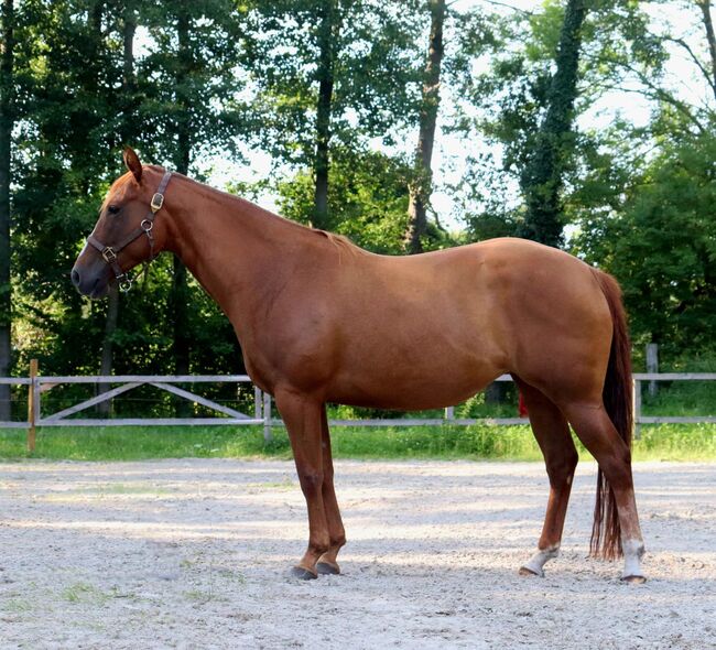 Ganz liebe Gunner/Jokers Enterprise Tochter, Kerstin Rehbehn (Pferdemarketing Ost), Horses For Sale, Nienburg, Image 2