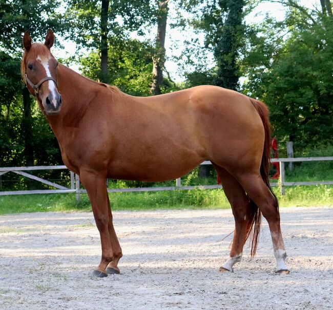 Ganz liebe Gunner/Jokers Enterprise Tochter, Kerstin Rehbehn (Pferdemarketing Ost), Horses For Sale, Nienburg, Image 4