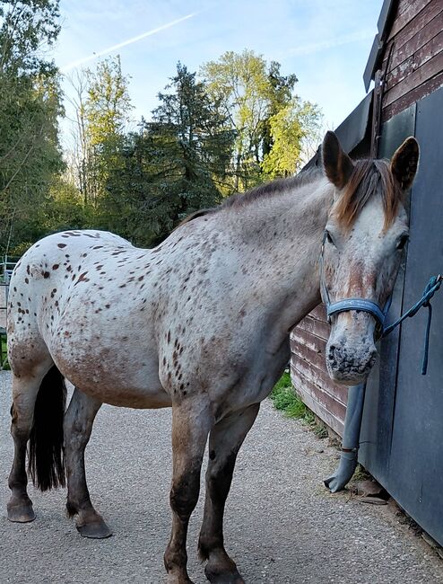 Liebes Freizeit/Beistellpferd, Fenja , Horses For Sale, Ratingen 