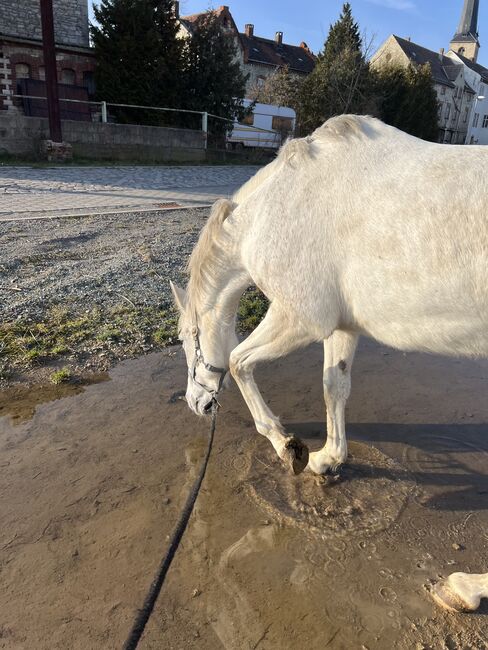 Liebe Schimmelstute - 9 jährig - spanisch, Justine Kluge, Horses For Sale, Ausleben , Image 6