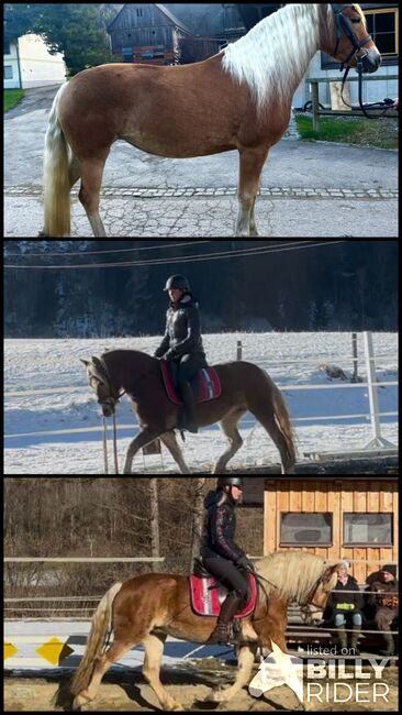 Liebe Haflinger Stute, Anna Bischof, Horses For Sale, Sankt Peter am Kammersberg, Image 4