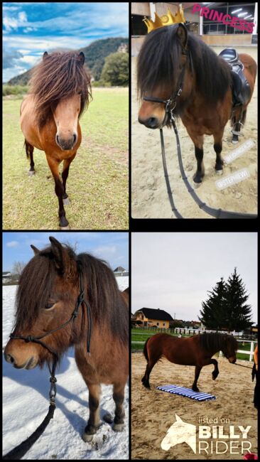 Liebe Isi- Stute an Bestplatz abzugeben. Platz vor Preis., Anika Groß, Horses For Sale, Tainach, Image 7