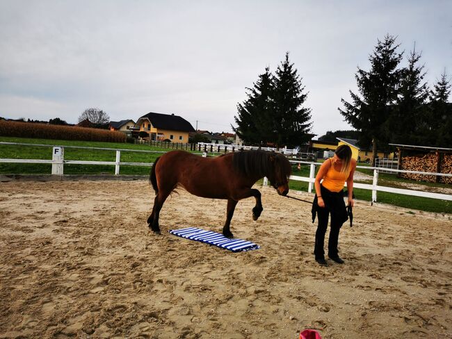 Liebe Isi- Stute an Bestplatz abzugeben. Platz vor Preis., Anika Groß, Horses For Sale, Tainach, Image 5