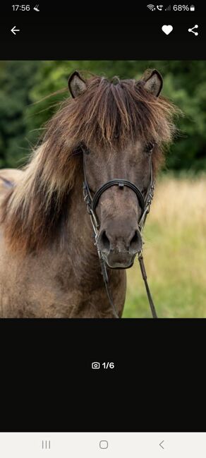 Liebe Islandstute zu verkaufen, Claudia Grunden , Horses For Sale, Schermbeck, Image 2