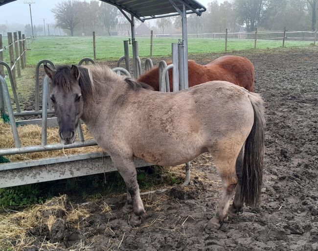 Lieber Konik Wallach sucht neues Zuhause, Sarah, Horses For Sale, Welver, Image 7