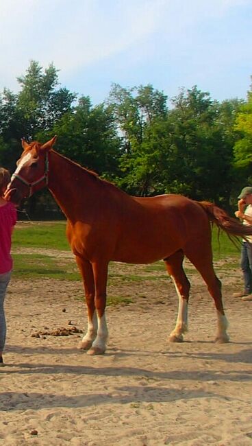 Lieber Dunkelfuchs, 12 Jahre, Verlasspferd, Nikol Steincke , Horses For Sale, Nagyszokoly , Image 3