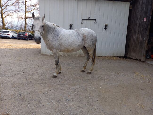 Liebes Pony abzugeben, Marcel S , Horses For Sale, Mettmann , Image 5