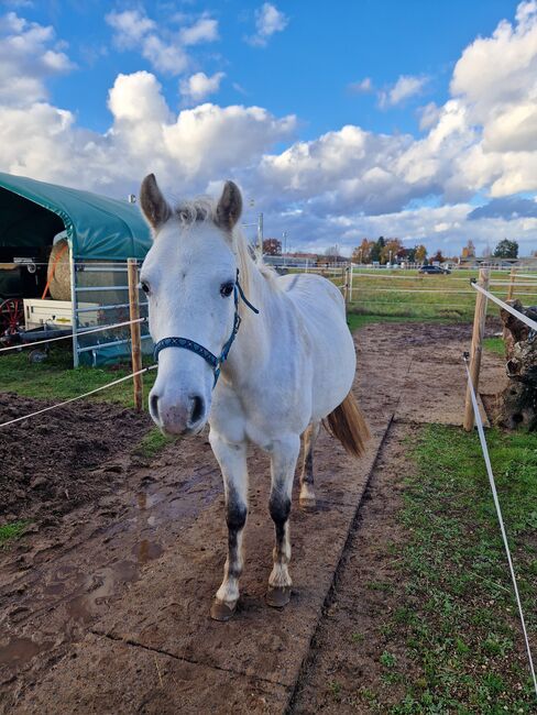 Lieber Pony Wallach sucht zuhause, Pia S, Horses For Sale, Offenbach 