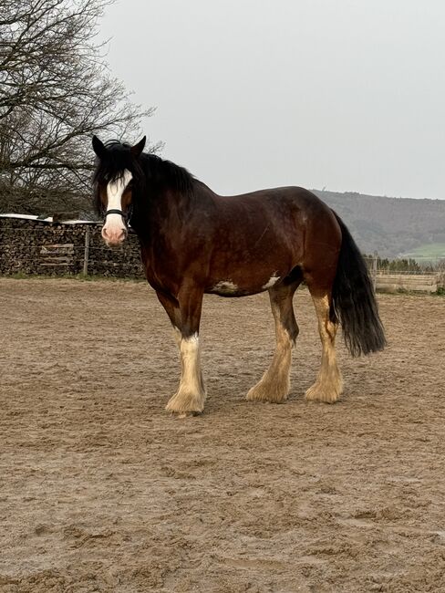 Liebe Shire Horse Stute, Heike, Horses For Sale, Alsbach-Hähnlein, Image 3