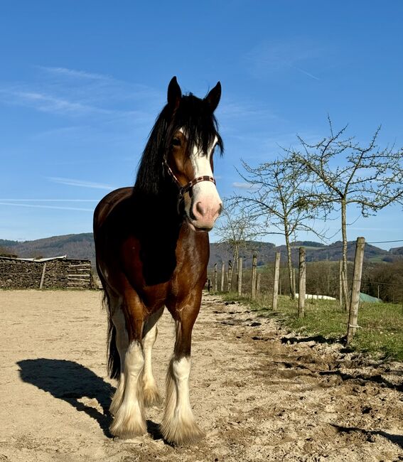 Liebe Shire Horse Stute, Heike, Horses For Sale, Alsbach-Hähnlein, Image 6