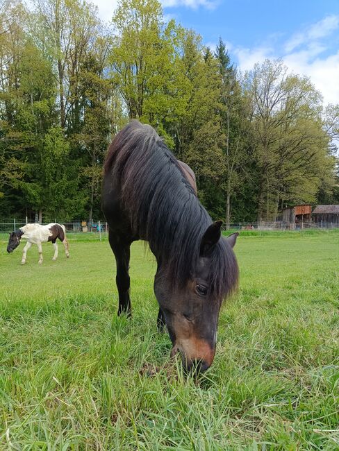 Liebe Stute für Anfänger, Petra, Horses For Sale, Steinkreuz, Image 2