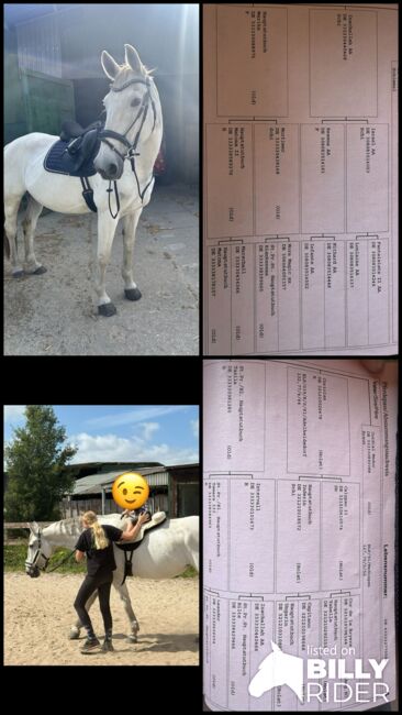 Liebe tolle Stute als bei stell Pferd an.,  E .p , Horses For Sale, Thedinghausen, Image 6